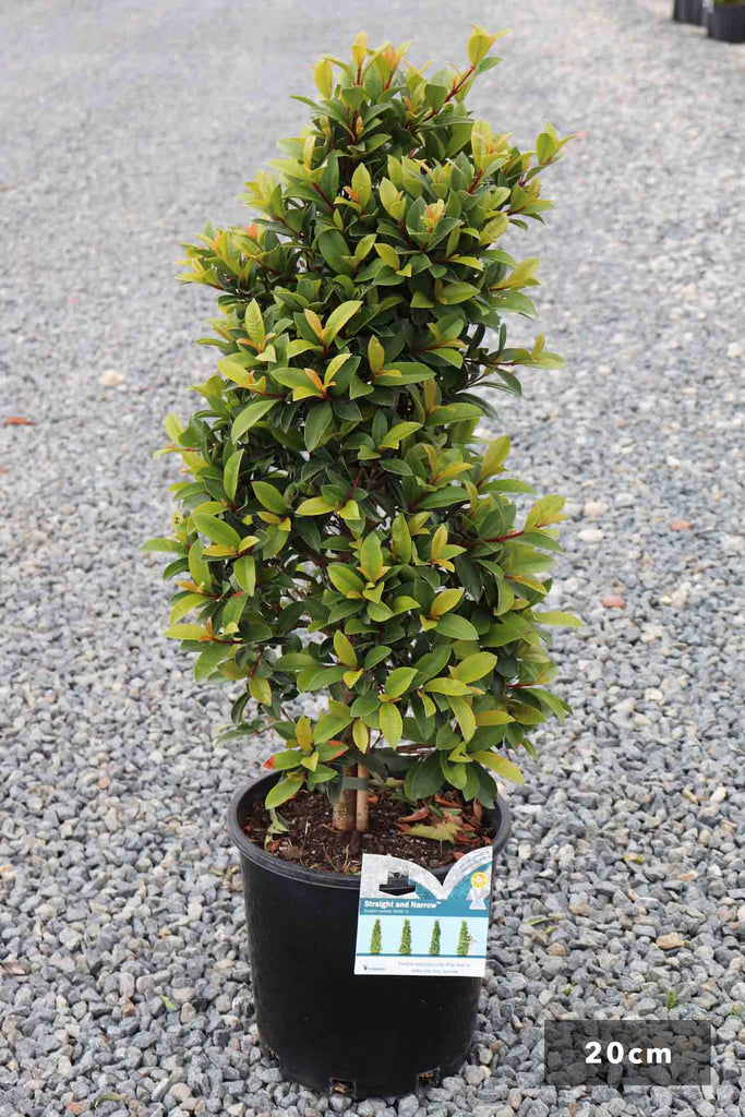Syzygium Straight and Narrow in a 20cm black pot