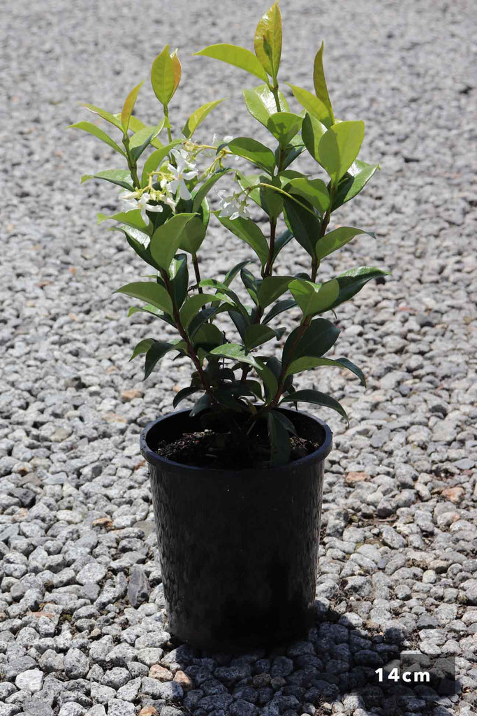 Trachelospermum jasmioides in a 14cm black pot