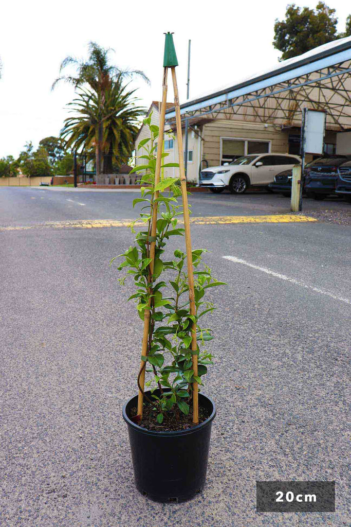 Trachelospermum Jasmioides in 20cm black pot
