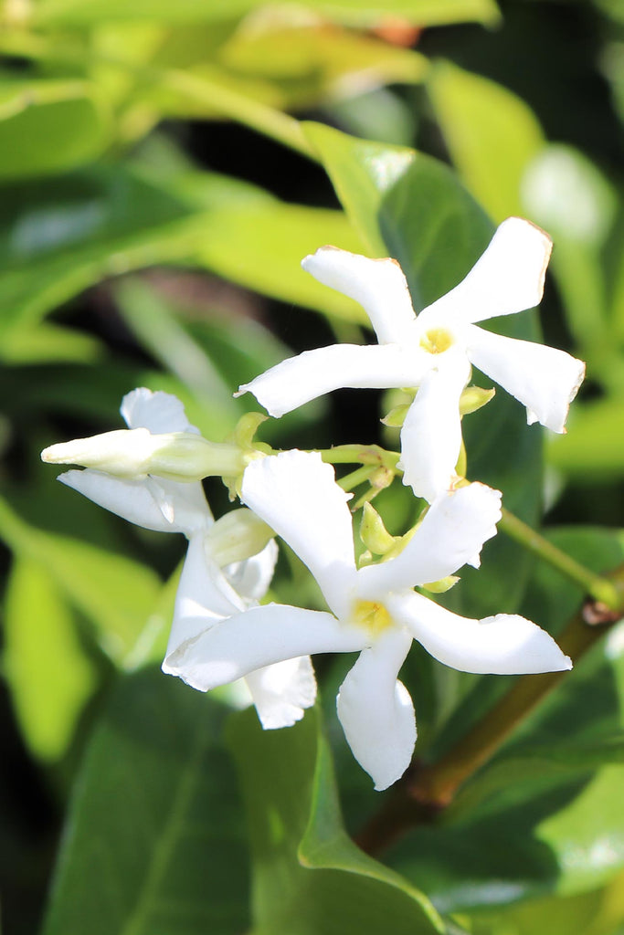 close up of Trachelospermum jasmioides 'Star Jasmine' flowers and buds