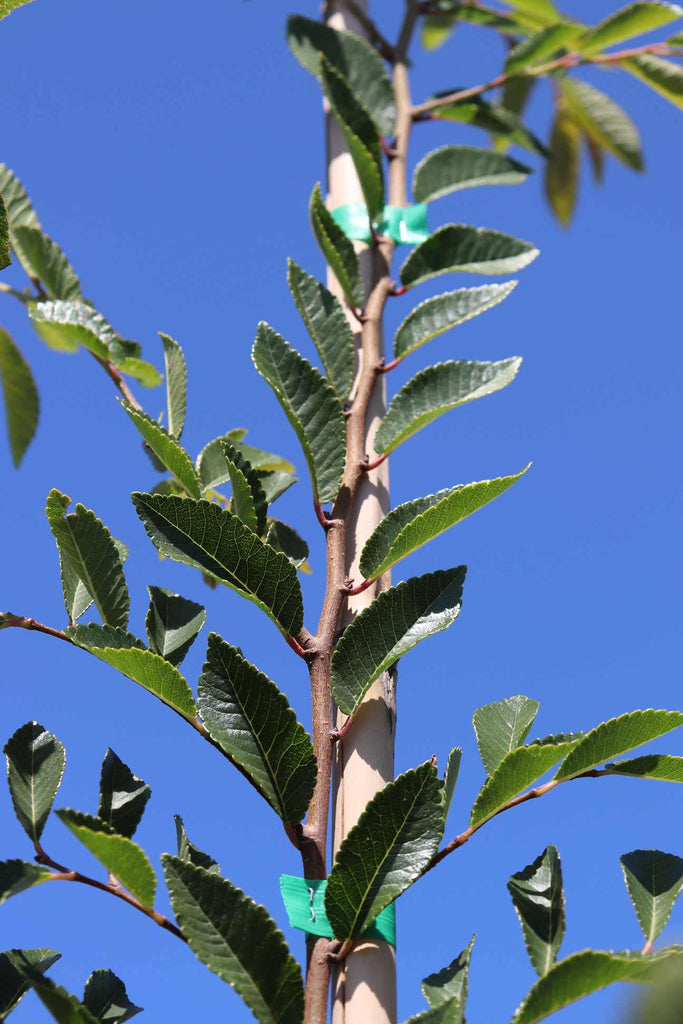 Close up of Ulmus parvifolia 'Murrays Form' leaves