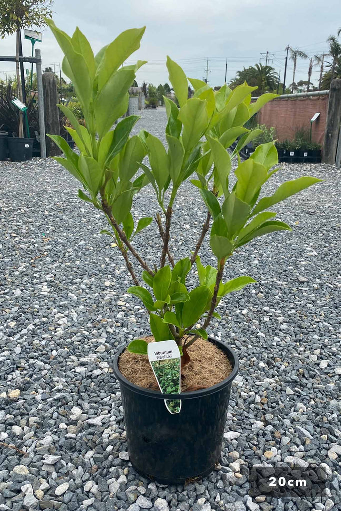 Viburnum Odoratissimum Awabuki in a 20cm black pot