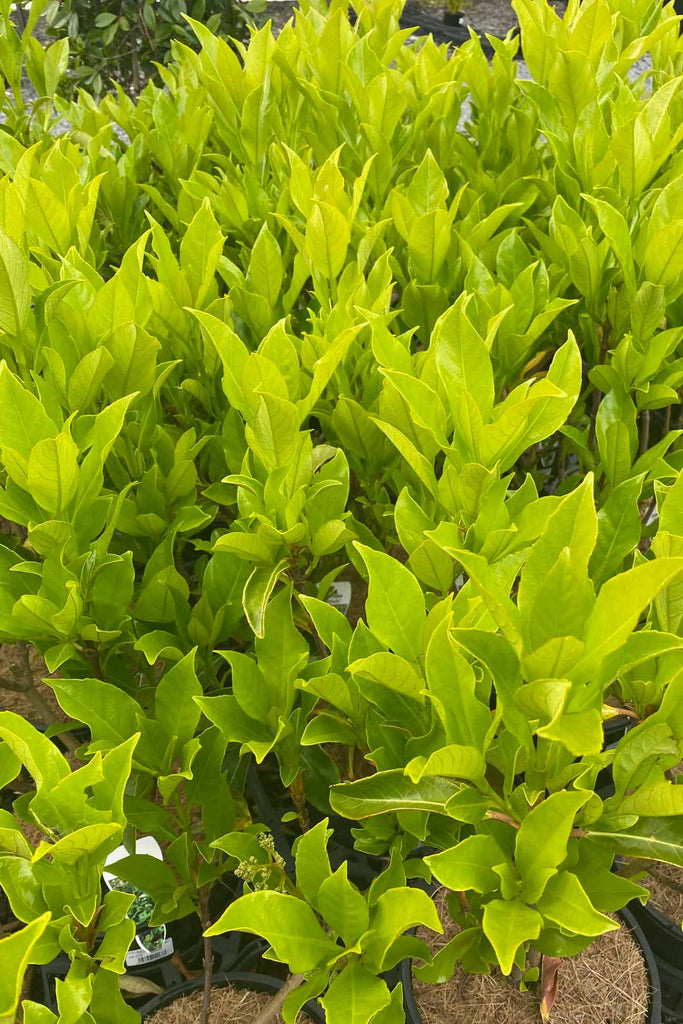 Viburnum Odoratissimum Awabuki foliage