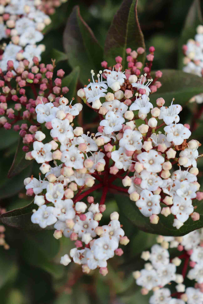 close up of Viburnum Tinus tiny white flower cluster