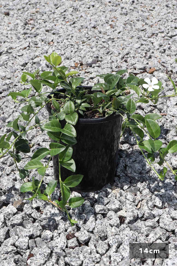 Vinca minor Alba in a 14cm black pot