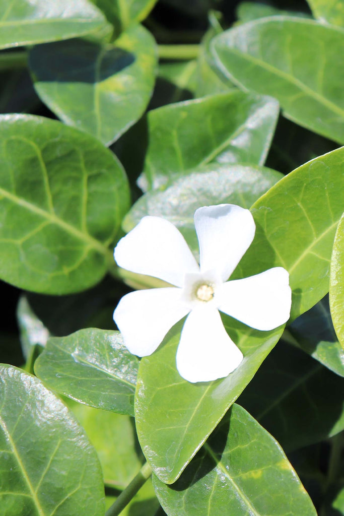 close up of Vinca minor Alba white flower and green foliage