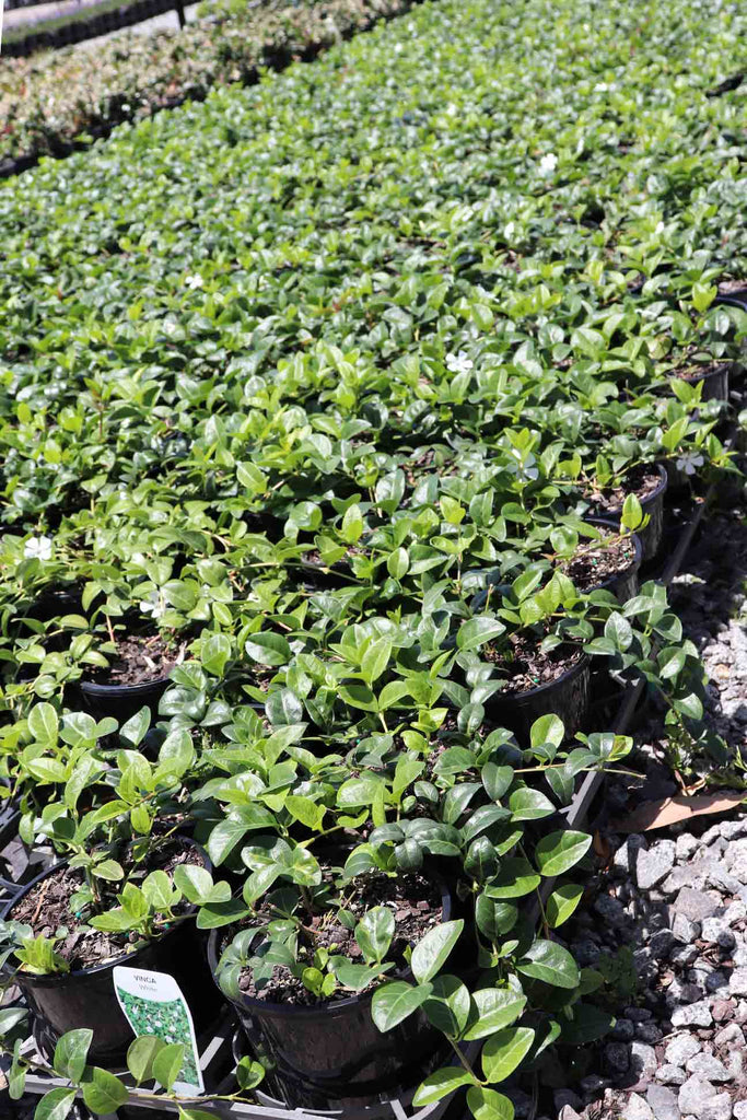 rows of Vinca minor Alba in black pots