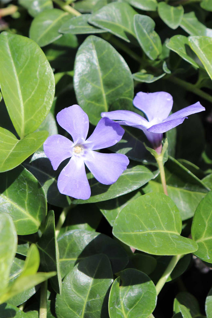 close up of Vinca minor Blue flowers and gereen foliage