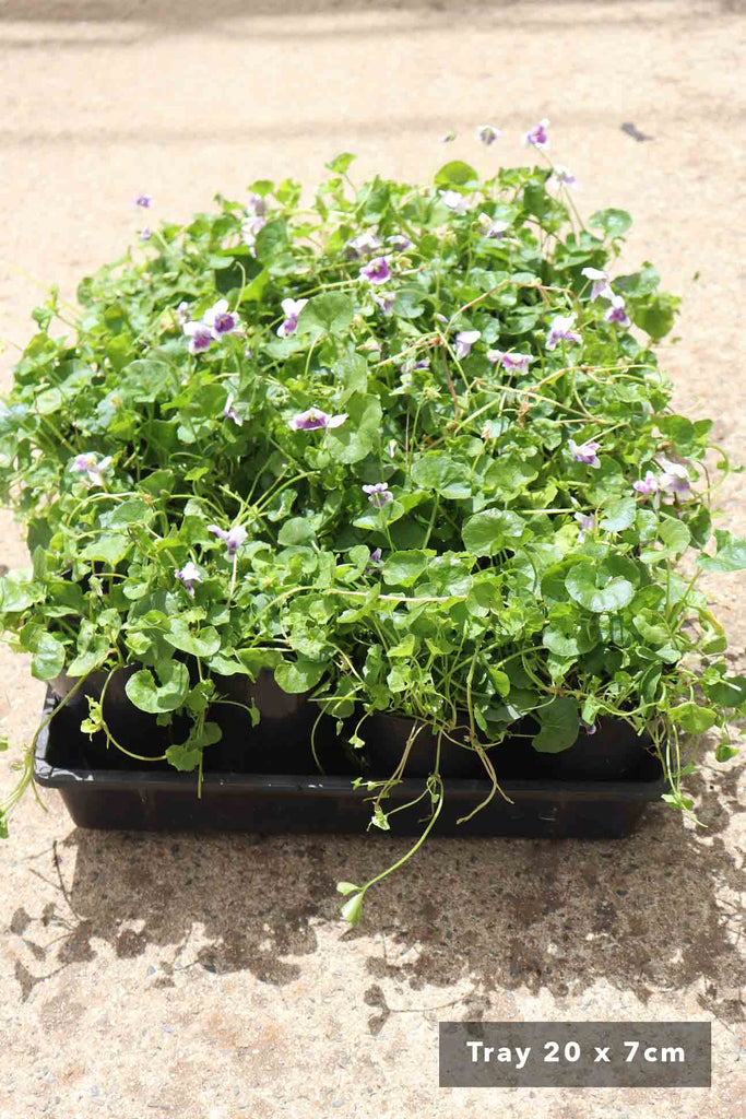 A tray of Viola hederacea in 7cm tubes