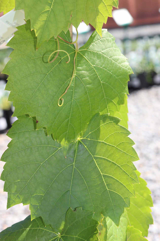 close up of the Vitis vinifera leaves
