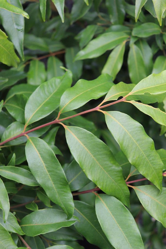close up of the Waterhousia floribunda leaves