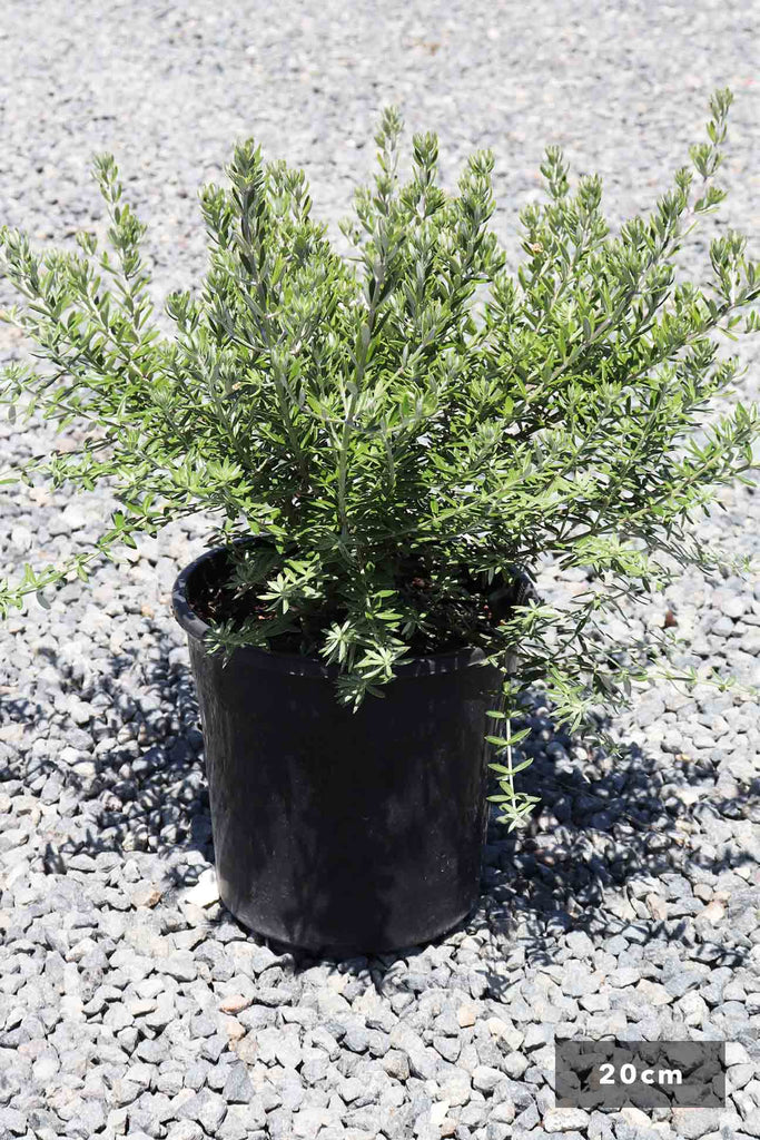 Westringia Fruticosa in a 20cm black pot