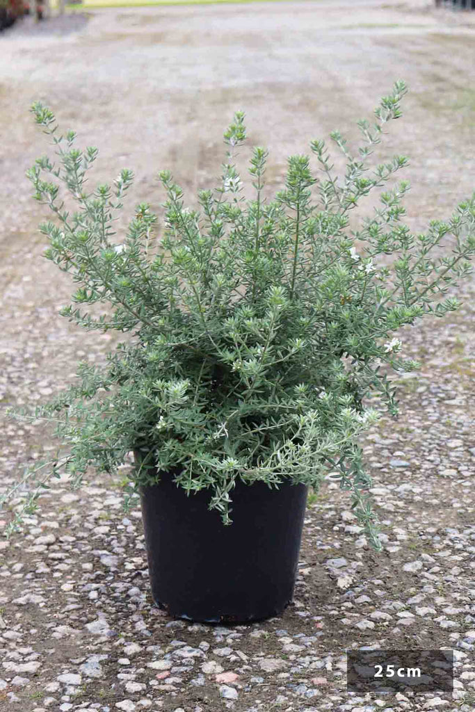 Westringia fruticosa in a 25cm black pot
