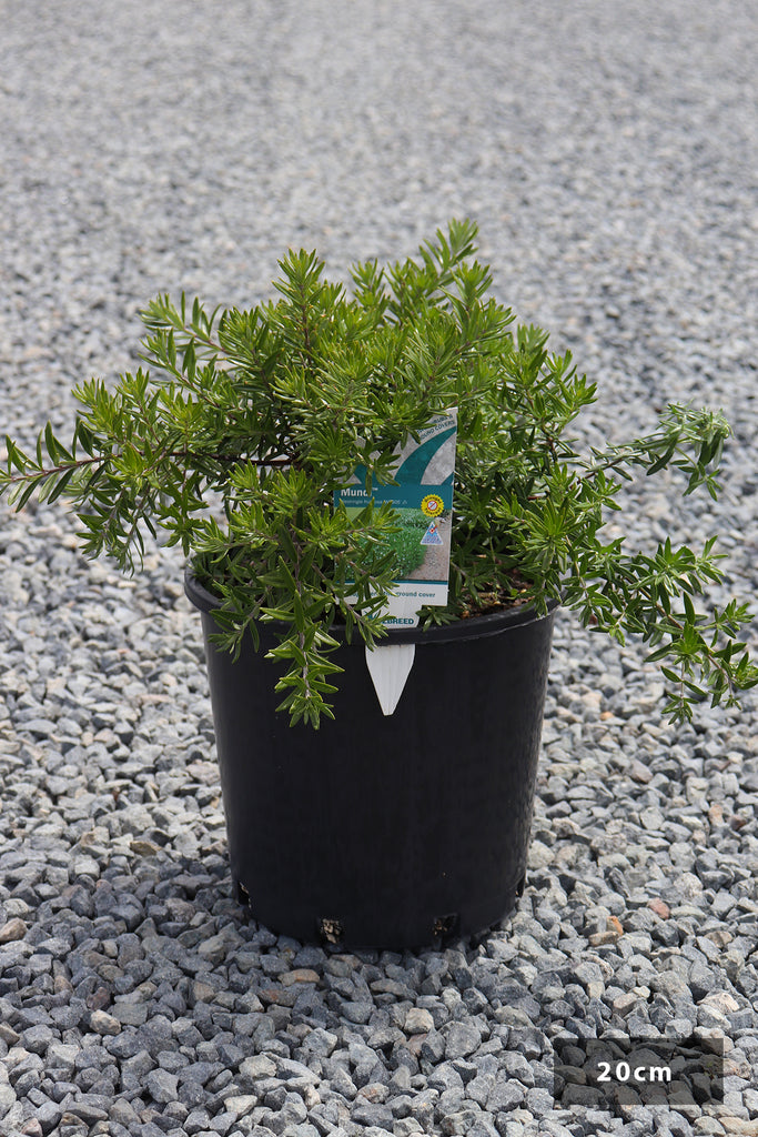 Westringia Fruticosa 'Mundi' in a 20cm black pot