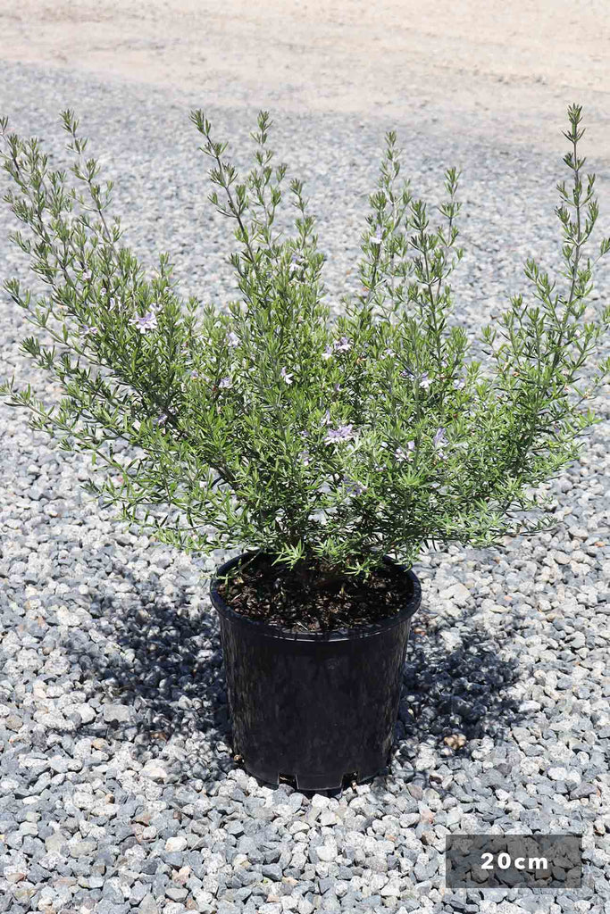 Westringia Fruticosa 'Wynyabbie Gem' in a 20cm black pot