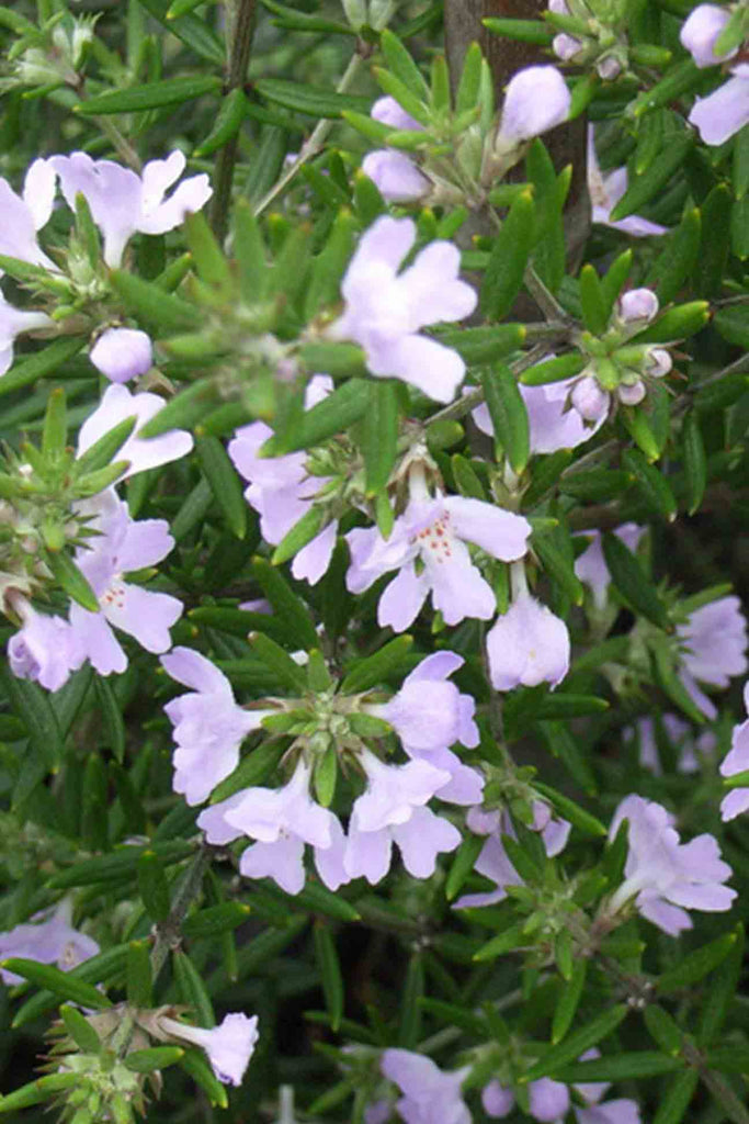 close up of Westringia Fruticosa Wynyabbie Gem small purple flowers and green foliage