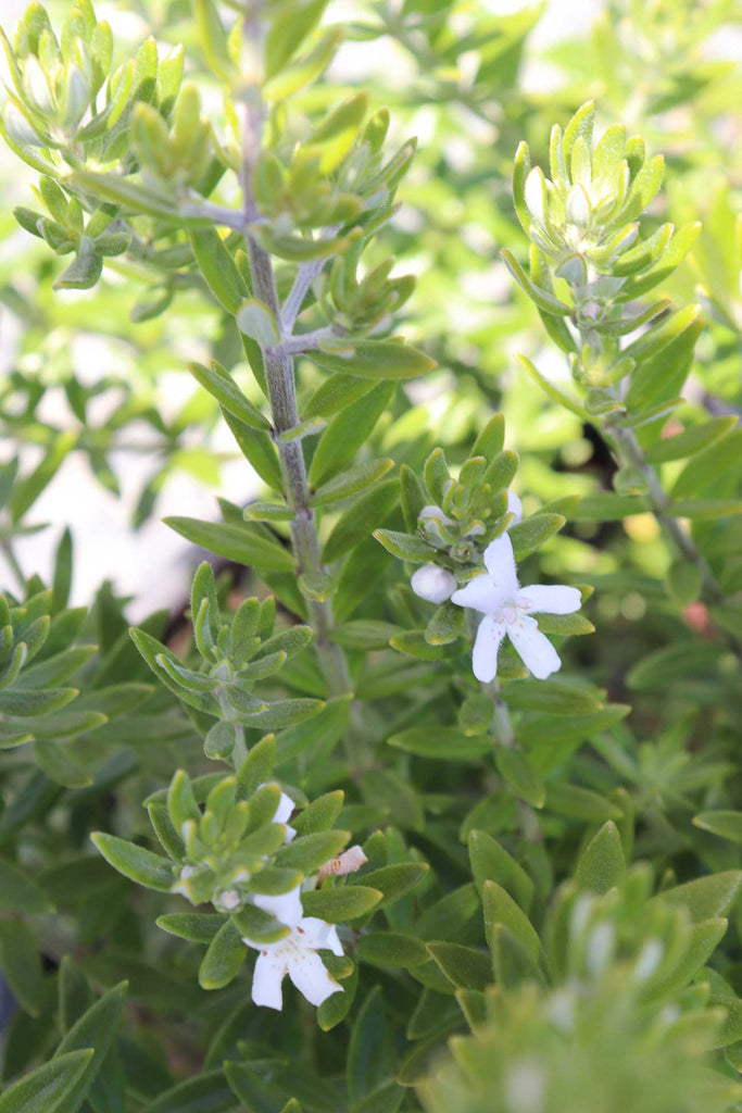 Close up of Westringia Fruticosa small white flowers and green foliage