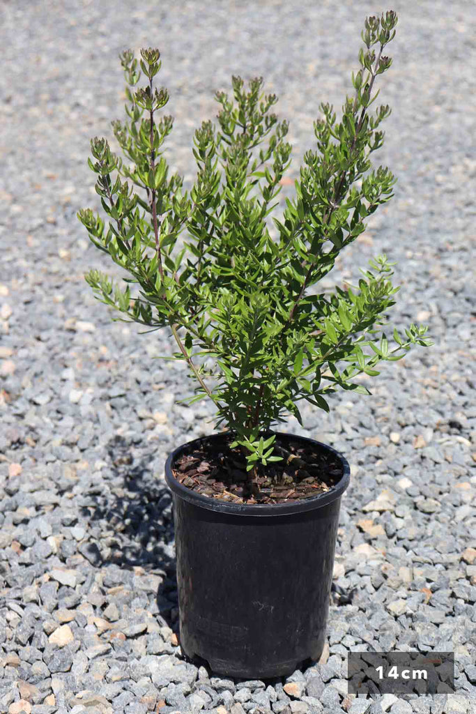 Westringia Fruticosa 'Naringa' in a 14cm black pot