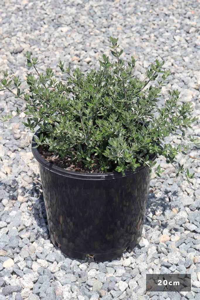 Westringia Fruticosa 'Aussie Box' in a 20cm black pot