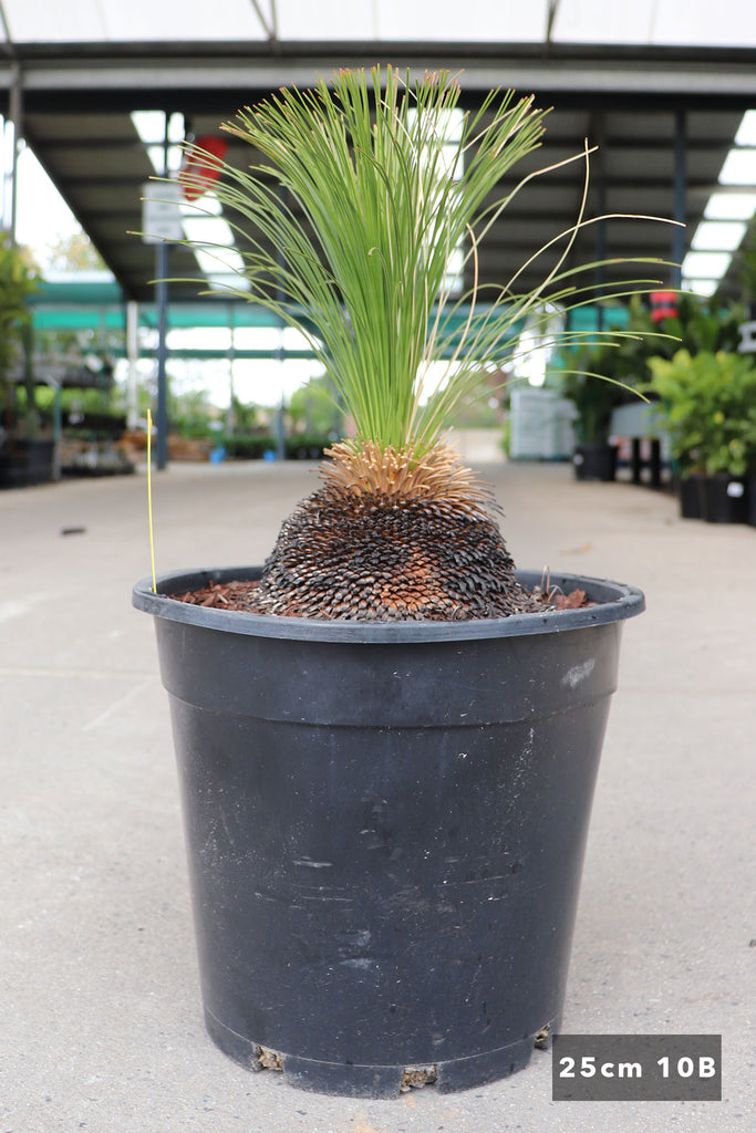 Xanthorrhoea johnsonii in a 25cm black pot 10B