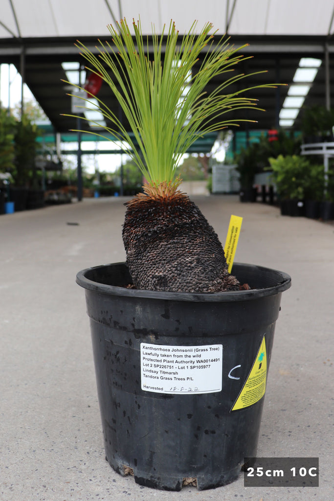 Xanthorrhoea johnsonii in a 25cm black pot 10c