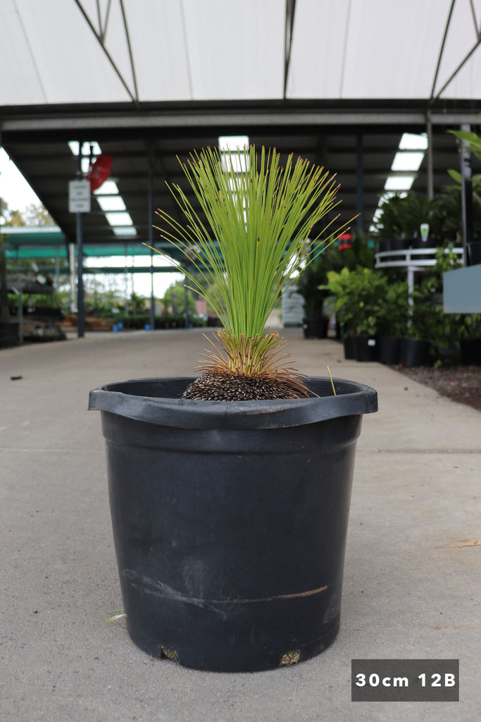 Xanthorrhoea johnsonii in 30cm black pot 12B