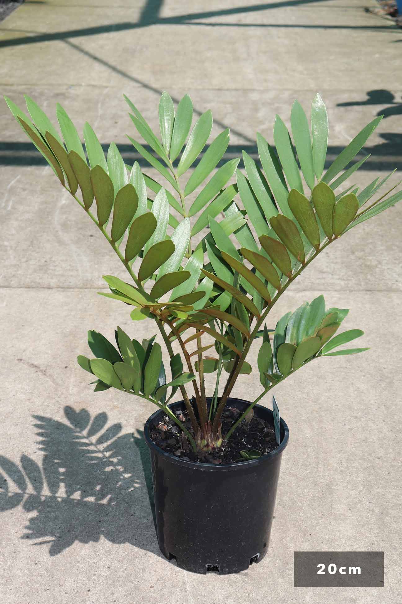 Zamia furfuracea – Dinsan Nursery