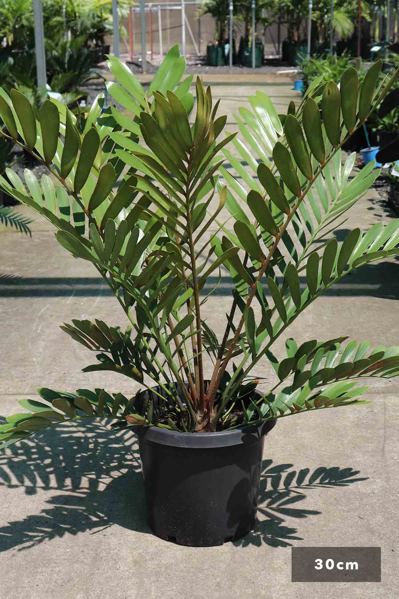 Zamia furfuracea – Dinsan Nursery