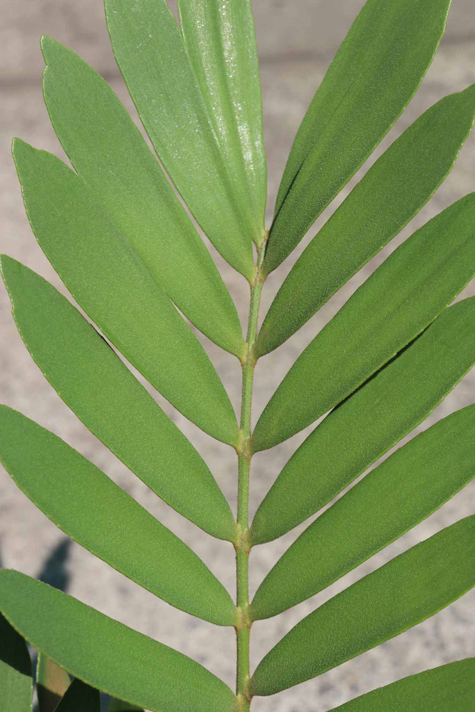 lose up of the Zamia furfuracea leaves