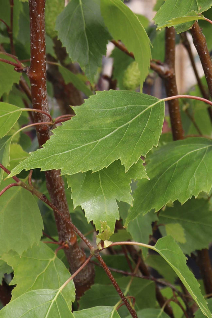 A close up leaf image of the Betula Pendula 'Fastigiata'