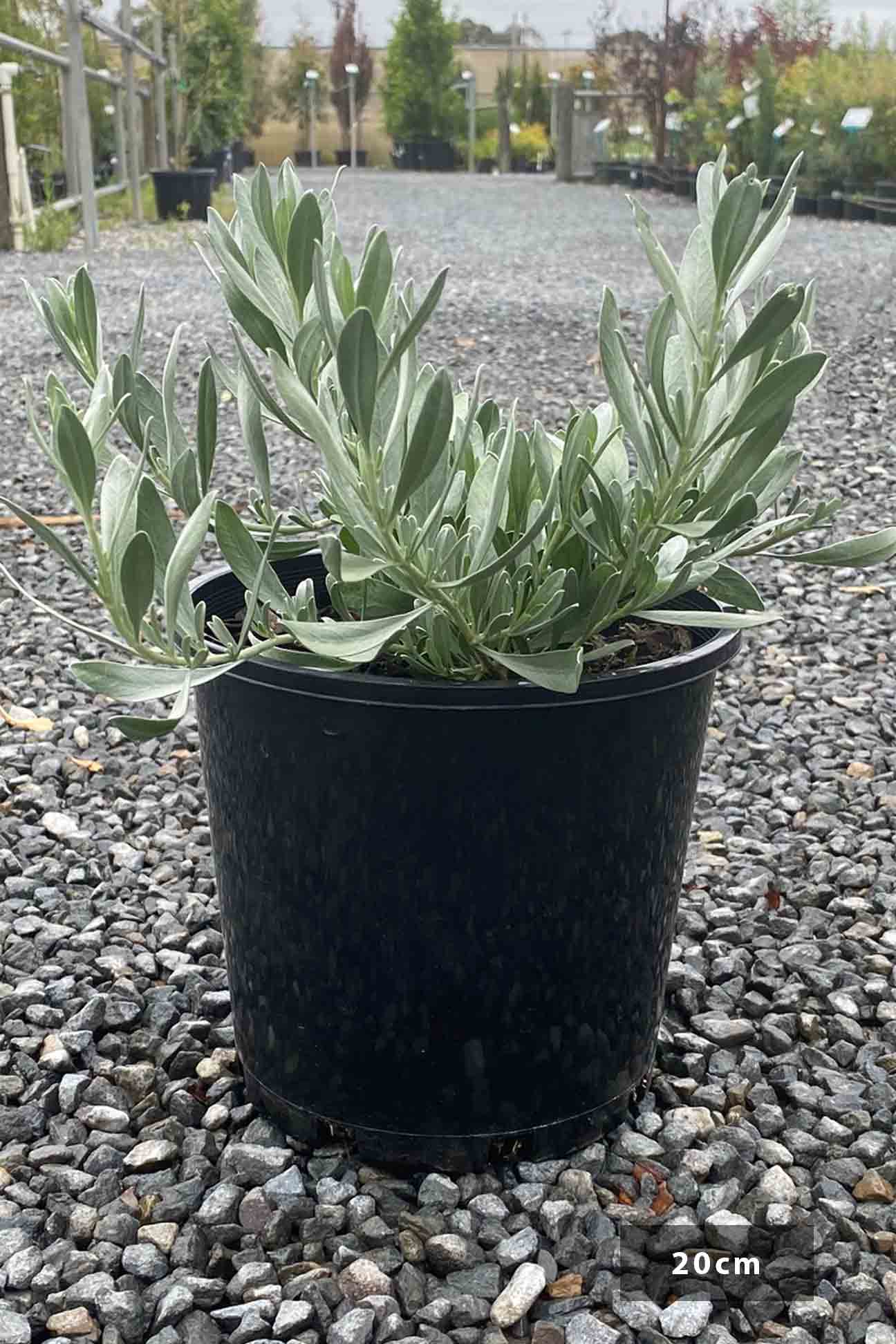 Convolvulus cneorum – Dinsan Nursery