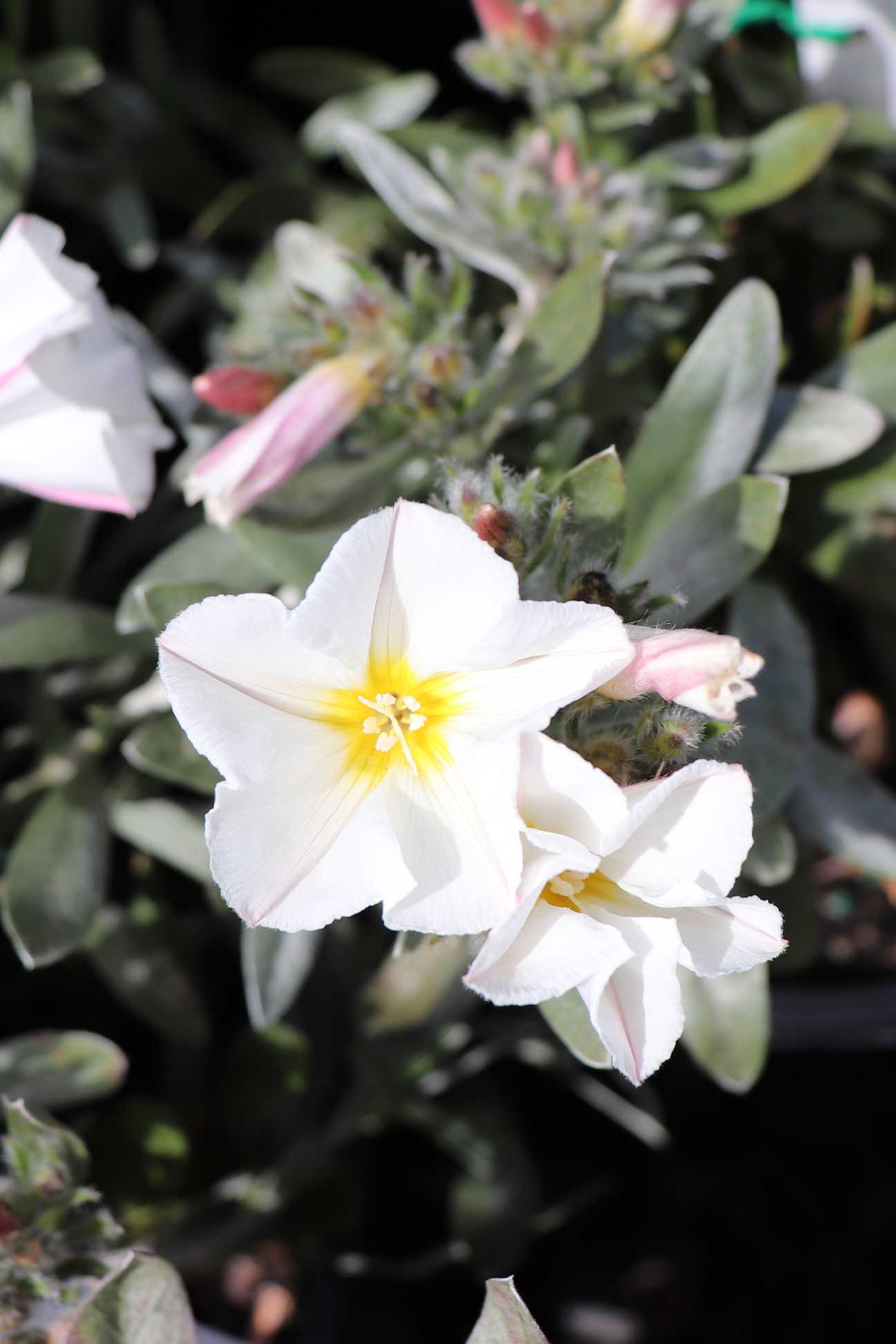 Convolvulus cneorum – Dinsan Nursery