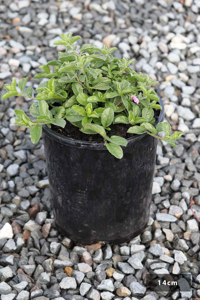 Convolvulus mauritanicus in a 14cm black pot