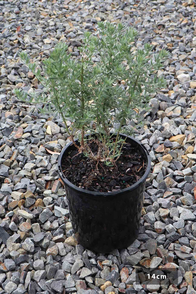 Westringia Jervis Gem in a 14cm black pot